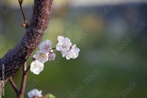 Apricot flowering tree in spring time. Sakura branch.