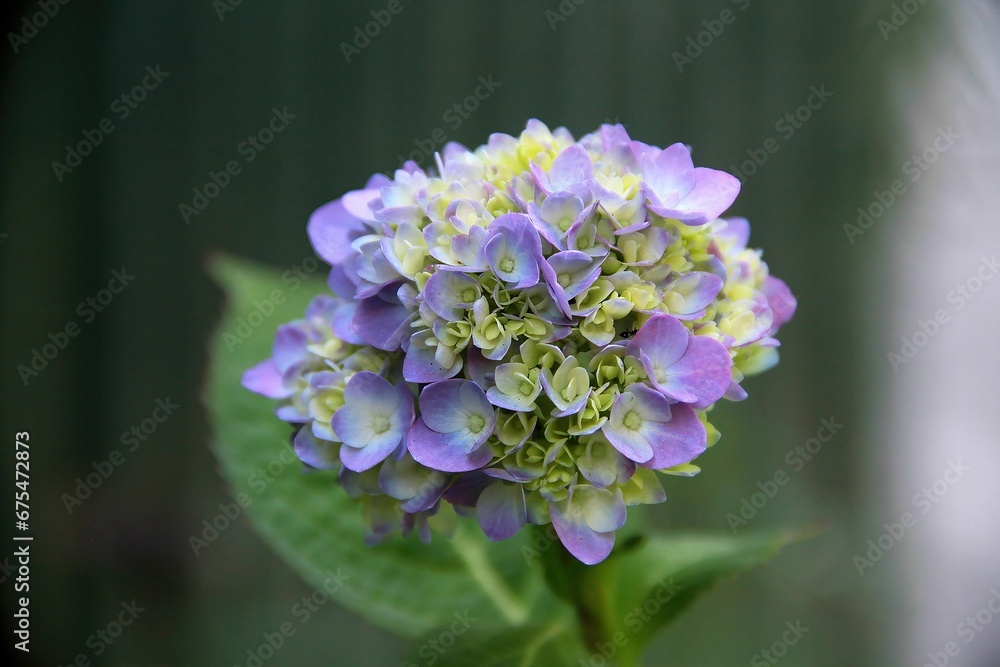 Close-up of pastel blue French hydrangea flowers Close-up of pastel blue French hydrangea flowers