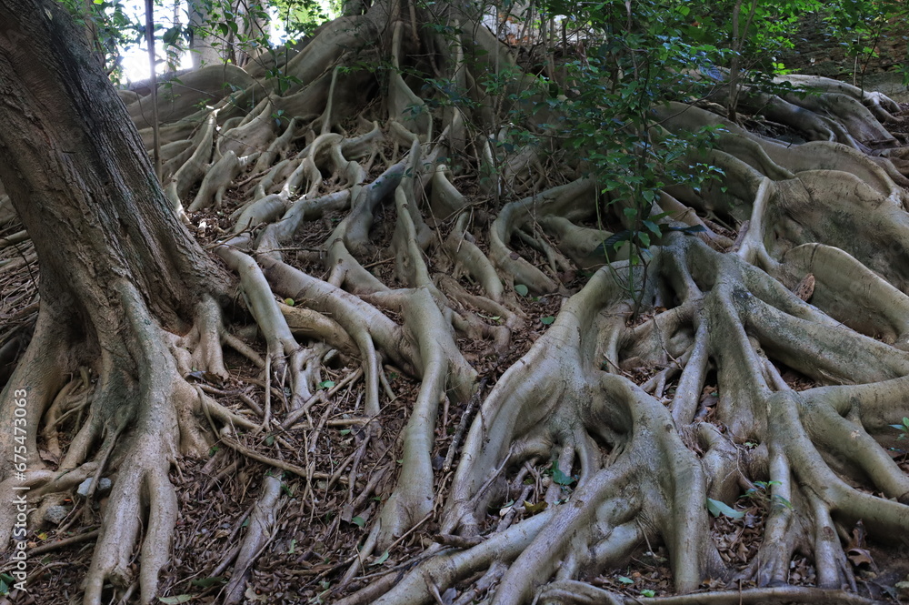 tree roots in their most different shapes and forms
tree roots in their most different shapes and forms