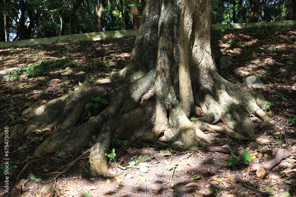 tree roots in their most different shapes and forms
tree roots in their most different shapes and forms