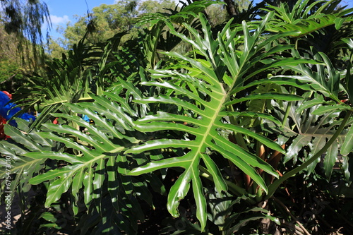 Beleza Tropical: Folhas de Costela de Adão