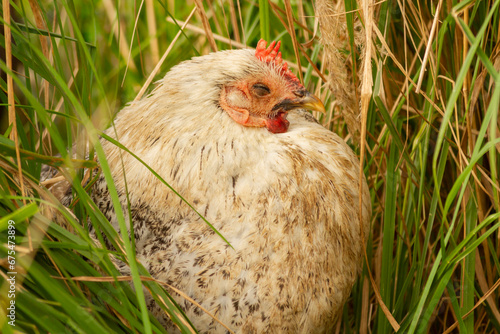 Biała kura śpiąca w trawie | White sleeping hen in grass #675473899