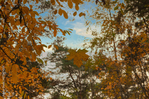 Fototapeta Naklejka Na Ścianę i Meble -  jesienią, opad, bory, feuille, drzew, charakter, 