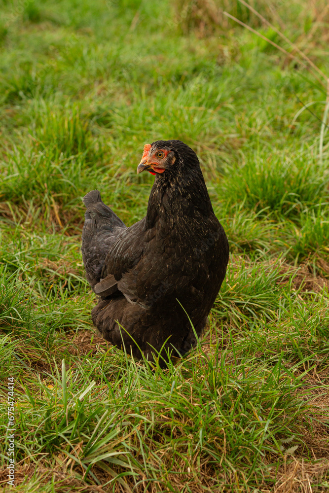 Czarna kura na tle trawy | Black hen on the grass Czarna kura na tle trawy | Black hen on the grass