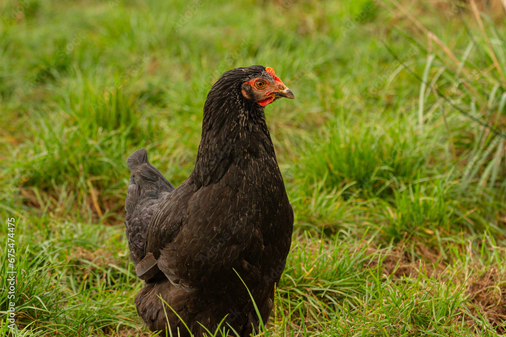 Czarna kura na tle trawy | Black hen on the grass