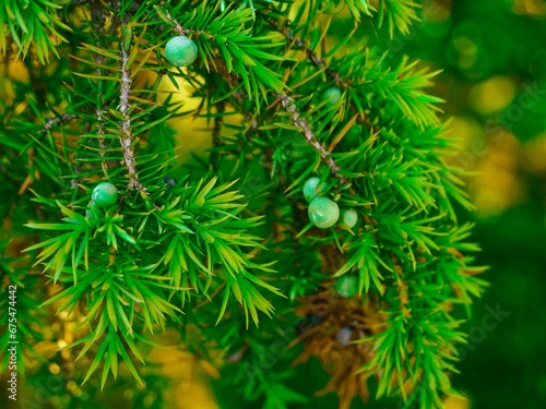 Close-up of a tree branch with vibrant green pine needles © Wirestock