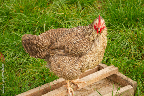 A hen waiting for feed and sitting on the feeder | Kura czekająca na paszę siedząc na karmniku