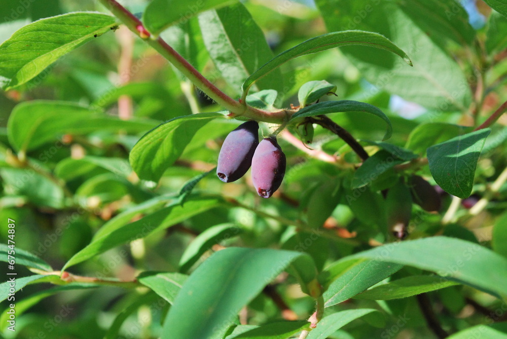 fruits