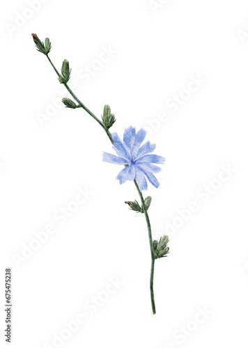 Blooming chicory. Watercolor illustration of branch with buds and flower. Hand drawn blue hendibeh on isolated background. Edible plant in vintage style. 