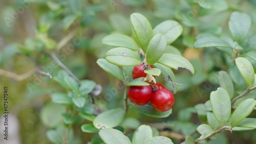 Three small cherry like fruit on the plant as seen on a closer look in Estonia