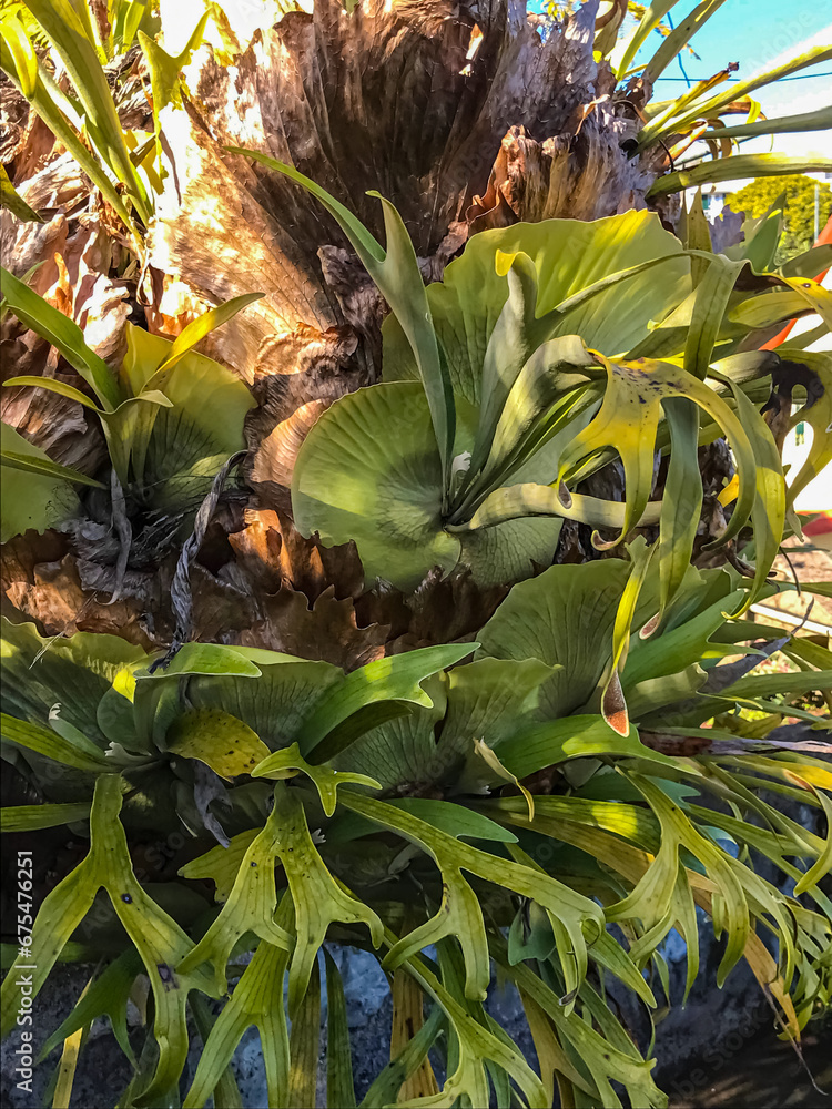Obraz premium Staghorn fern closeup