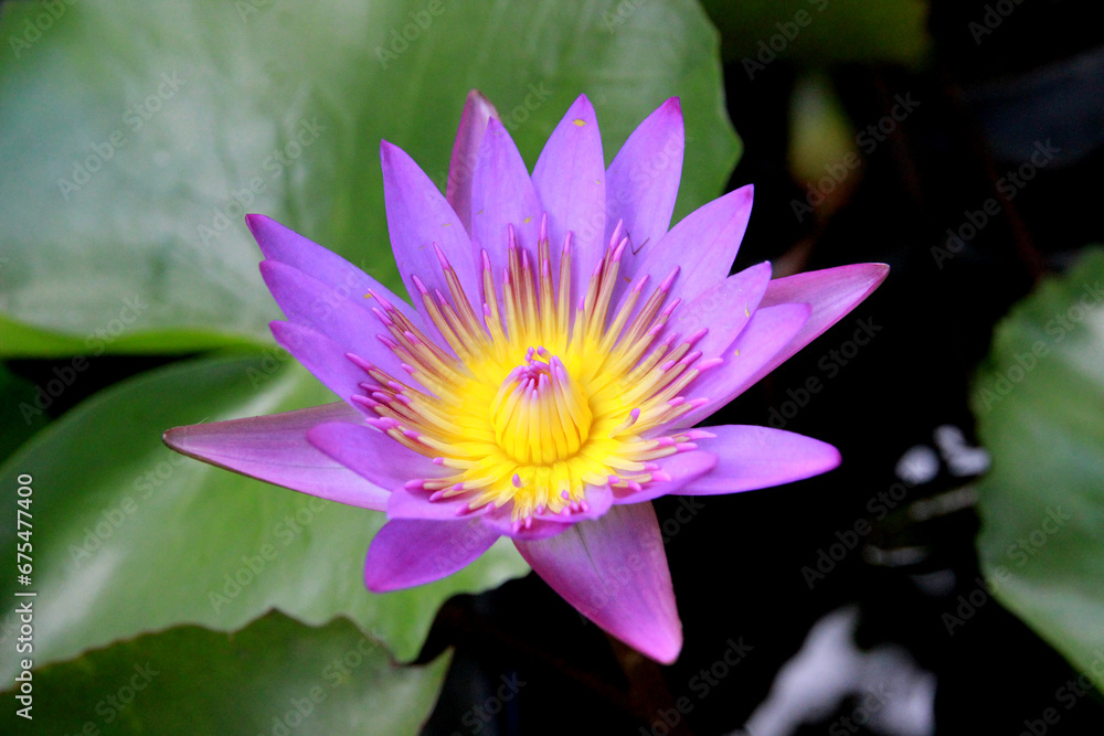 Purple lotus flowers blooming in the garden are natural. Purple lotus flowers blooming in the garden are natural.