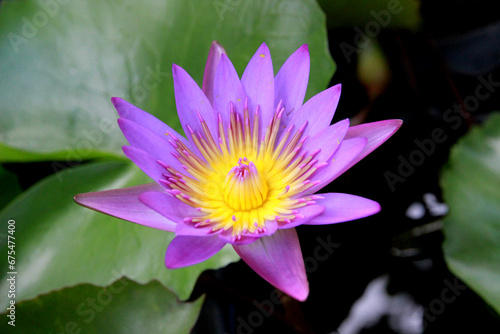 Purple lotus flowers blooming in the garden are natural.