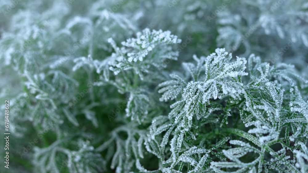 Morning frost on green leaves. Winter macro Dill. Morning plants in an ice crust. Detail of frozen leaves. Frozen plants texture. Hoarfrost in winter. Rime ice crystals on leaves in the garden Morning frost on green leaves. Winter macro Dill. Morning plants in an ice crust. Detail of frozen leaves. Frozen plants texture. Hoarfrost in winter. Rime ice crystals on leaves in the garden