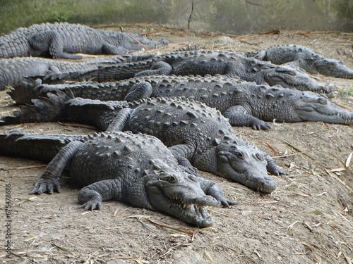 Cocodrilo Acutus o Amerciano en vida silvestre en los esteros de la ciénaga de Birama dentro del área protegida Monte Cabaniguán, Jobabo, Las Tunas, Cuba