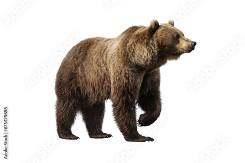Bear isolated on transparent background. Concept of animals.