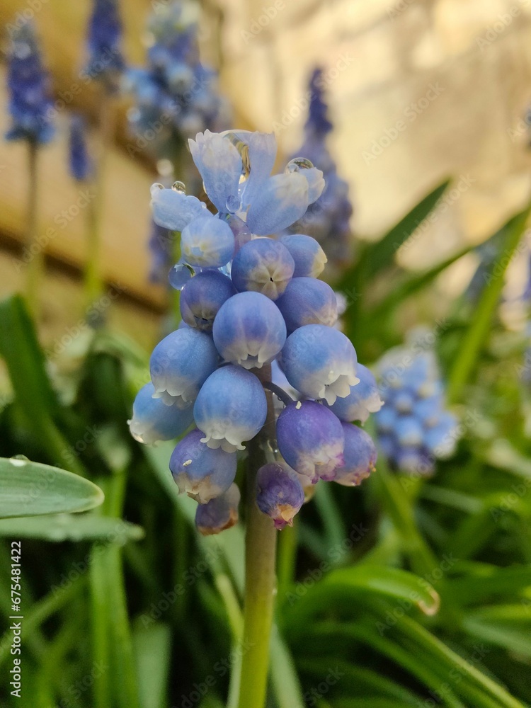 Close-up shot of a single violet-purple Grape Hyacinth (Muscari armeniacum) flower Close-up shot of a single violet-purple Grape Hyacinth (Muscari armeniacum) flower