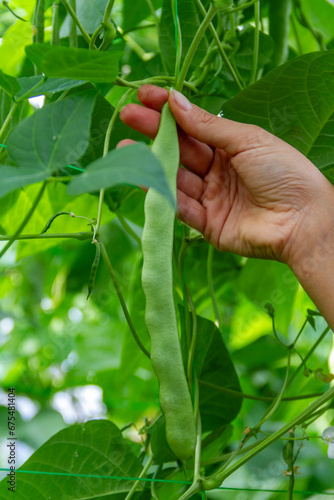 A farmer's hand harvests a green bean of the Helda variety photo