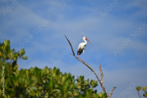 Canvastavla Aves acuáticas en medio natural en los esteros de la ciénaga de Monte Cabaniguán