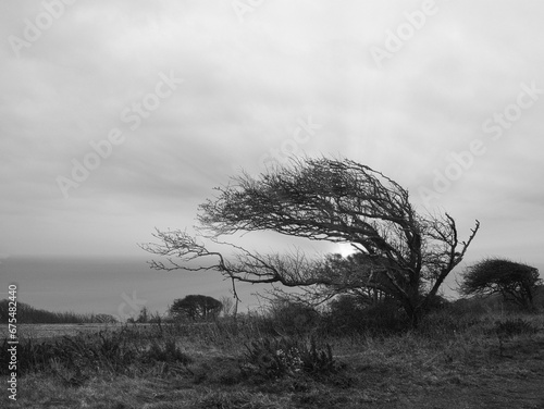 Slika na platnu Grayscale shot of wind-blown tree branches by the lake in an outdoor setting