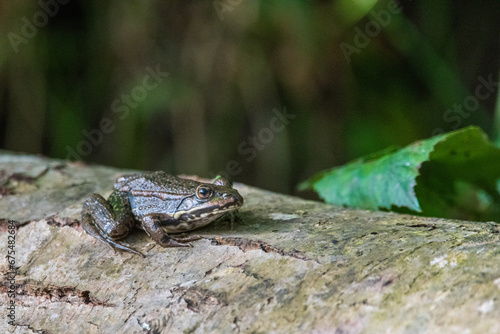 Frosch