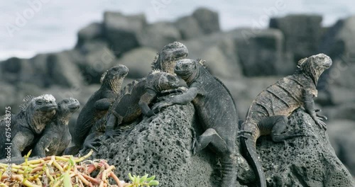 Family of Galapagos marine iguanas warming together under the sun. photo
