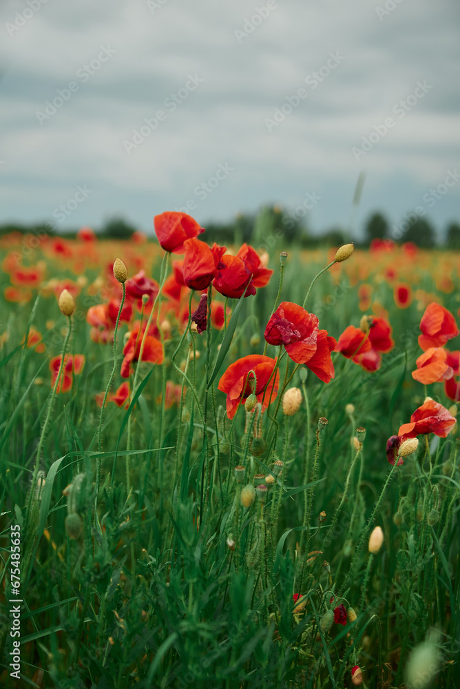 Obraz premium poppy field outside the village