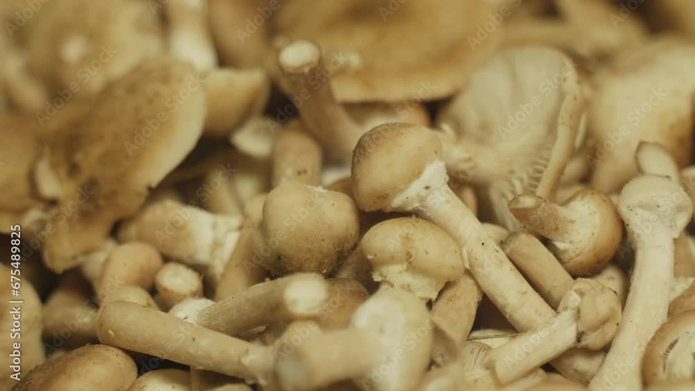 A bunch of mushrooms lying on the table. Background video. Camera movement from left to right. A bunch of mushrooms lying on the table. Background video. Camera movement from left to right.