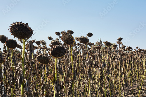 Ripe sunflowers grow in the field.