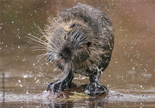 Obraz na płótnie Nutria (Myocastor coypus), also known as the coypu, shaking off water, an invasive non-native animal, Italy. w salonie