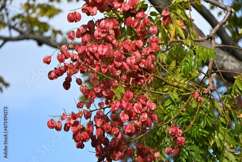 Flamegold rain tree ( Koelreuteria henryi ) fruits and seeds. Sapindaceae deciduous tropical tree.The fruit is a capsule that turns reddish-brown in autumn and contains seeds. Taiwan endemic species.