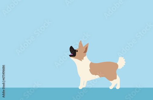 barking white and tan Corgi dog on light blue background