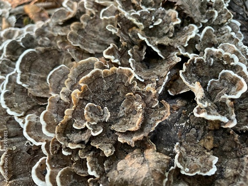 close up photo of fungus on a log showing texture