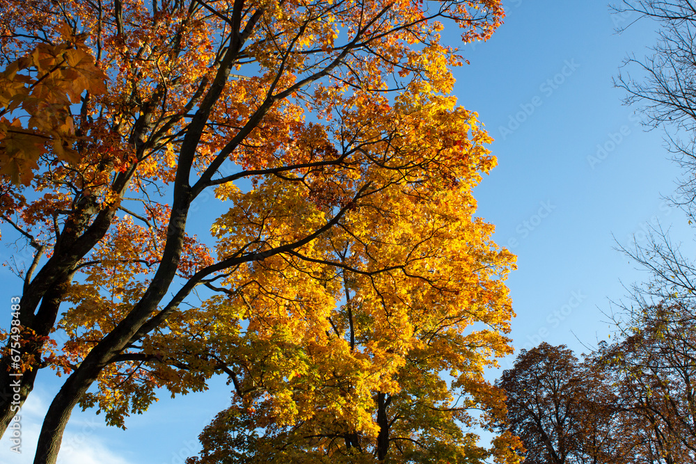 Texture of yellow autumn leaves against the blue sky Texture of yellow autumn leaves against the blue sky