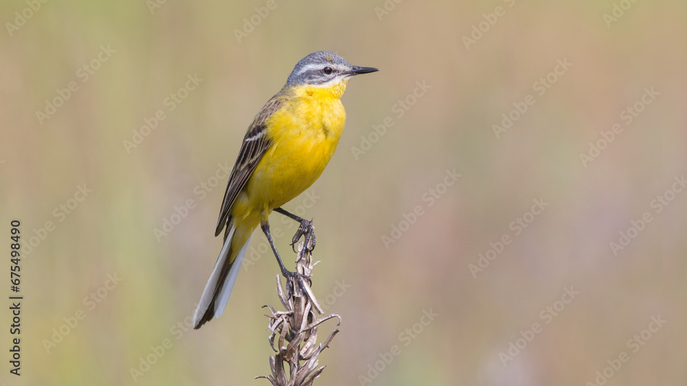 yellow headed woodpecker