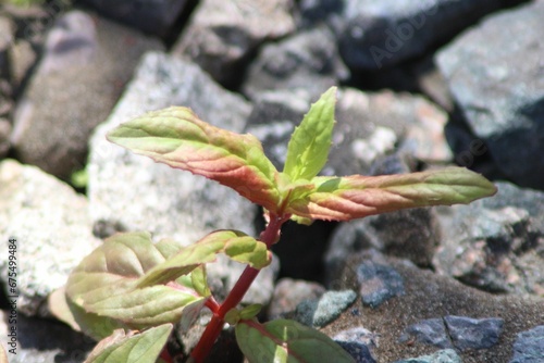 there is a small plant that is philipping among the rocks photo