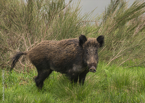 Wild boar (Sus scrofa) in a forest of thick bushes,Alps Mountains, Italy.