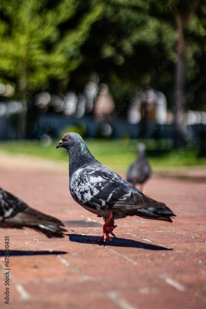 Vertical selective focus shot of a gray pigeon on brown pavement Vertical selective focus shot of a gray pigeon on brown pavement