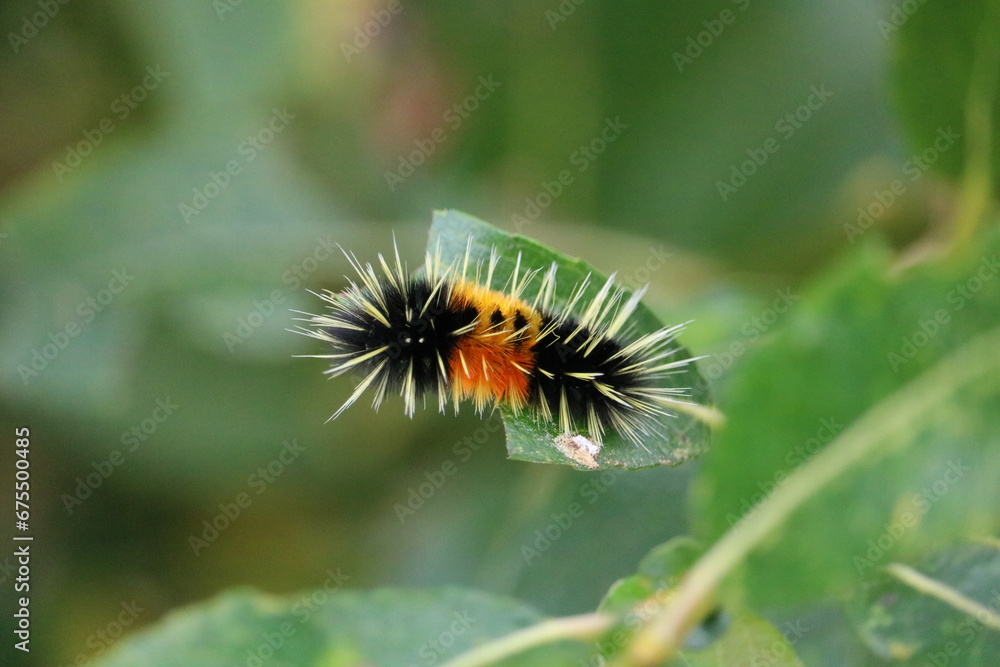 Fototapeta premium caterpillar on a leaf