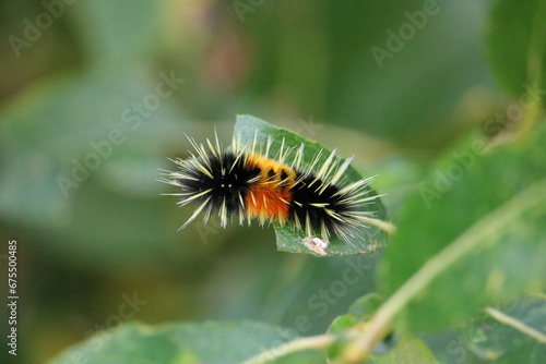 caterpillar on a leaf © Annie