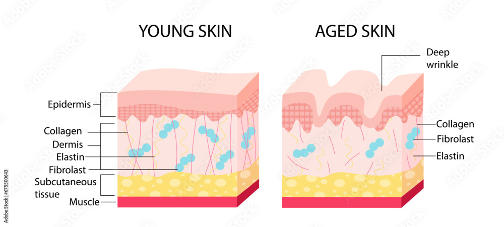 Young skin aging vector concept Young skin aging vector concept