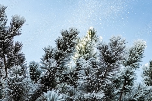 Snow dusted branches of an evergreen tree