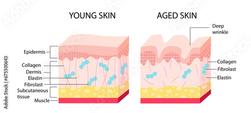 Young skin aging vector concept