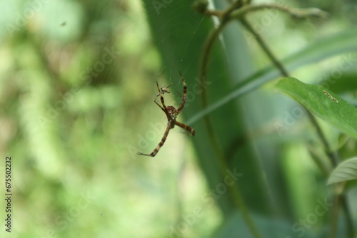 A female St. Andrew's cross spider and her male partner are facing each other