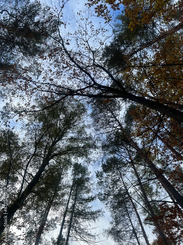 Fototapeta premium Tree autmn