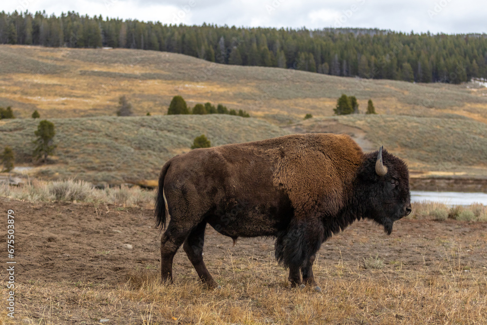 American bison buffalo in Yellowstone park national park image shows a side view of the bison looking away from the camera, October 2023