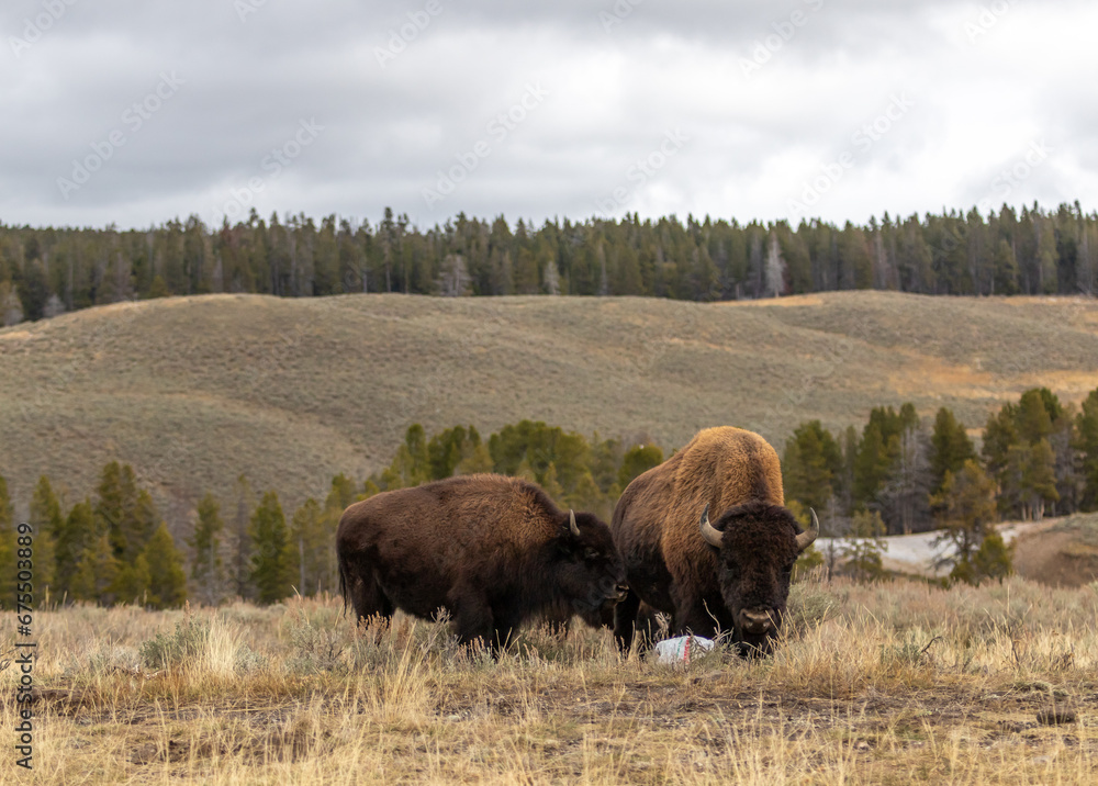 American bison buffalo in Yellowstone park national park image shows a mother and calf bison grazing around a plastic bag, October 2023