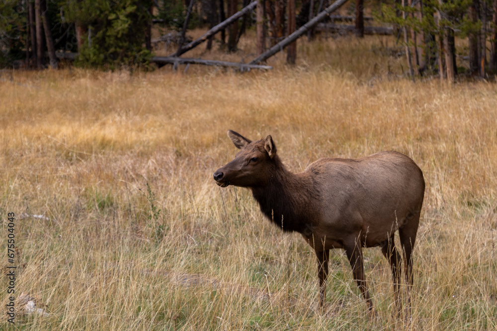Elk in the open grassland in Yellowstone national park Elk in the open grassland in Yellowstone national park