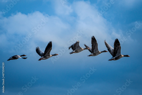Birds in flight © Alex