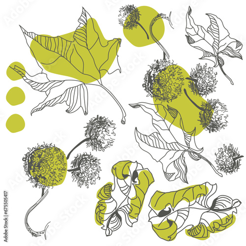 Sketching drawing of a western sycamore. Autumn fruits on a branch. Botanical drawing. Sycamore tree. Decorative spherical fruits of plane tree.